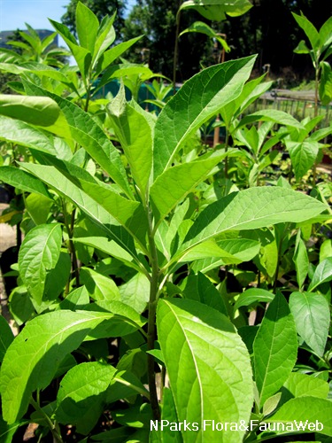 Vernonia amygdalina