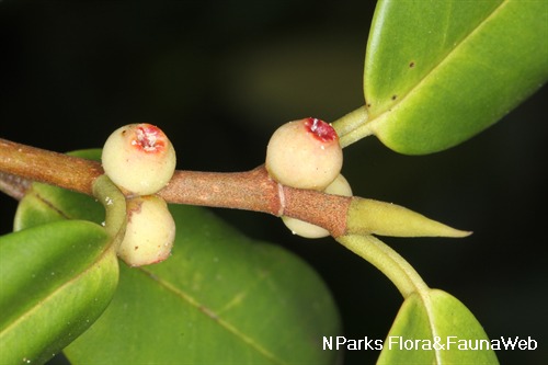 NParks | Ficus glandulifera