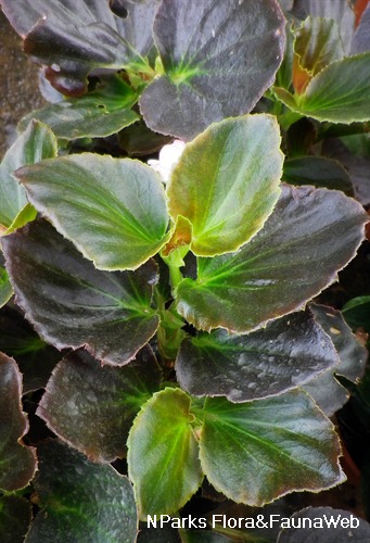 Begonia Semperflorens Cultorum Group