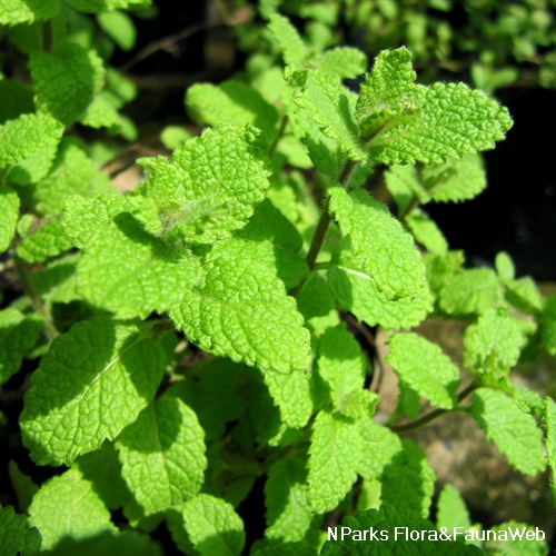 NParks | Mentha suaveolens