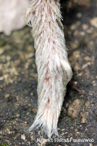Close up of rhizome showing white, hair like scales.