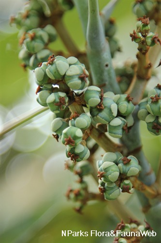 NParks | Macaranga griffithiana