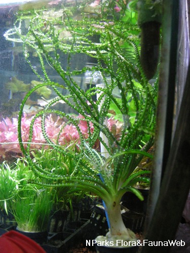 Overall view of the plant growth habit.&nbsp;