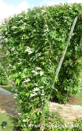 NParks | Derris elliptica