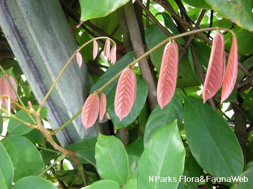 NParks | Derris elliptica