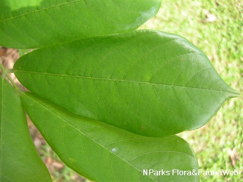 NParks | Derris elliptica