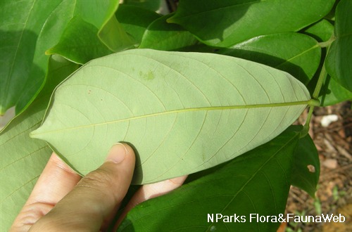 NParks | Derris elliptica