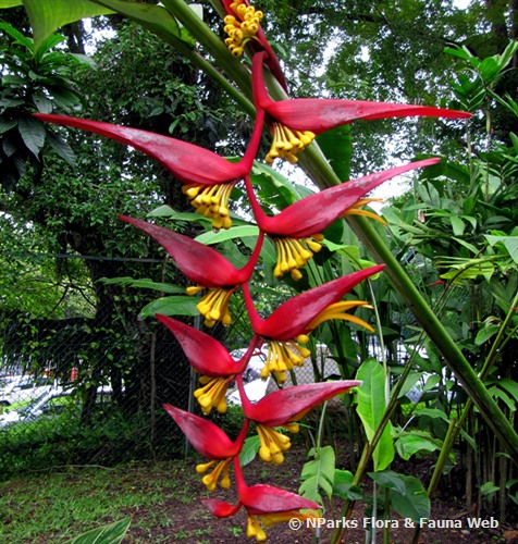 NParks | Heliconia collinsiana