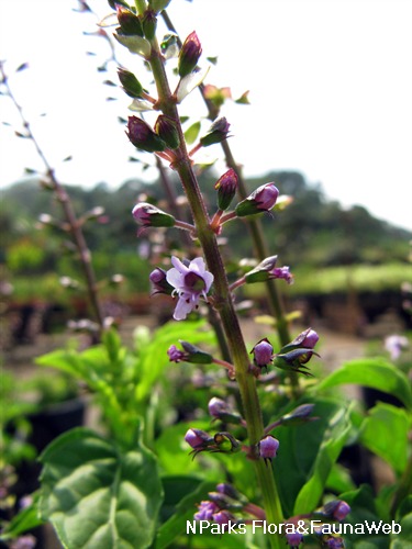 NParks | Ocimum selloi