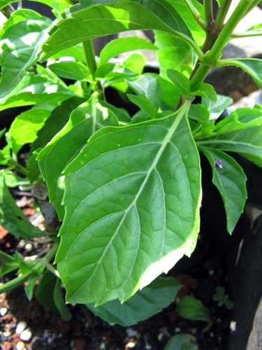NParks | Ocimum selloi