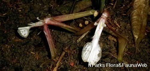 NParks | Orchidantha siamensis
