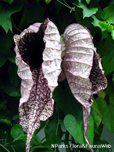 NParks | Aristolochia grandiflora