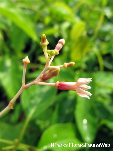 Closeup of the side view of the flowers.