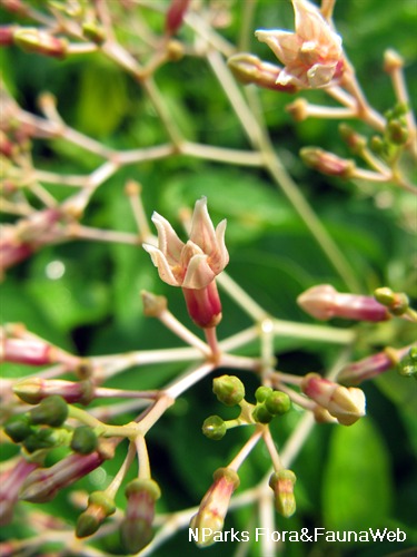 Closeup of the flower.