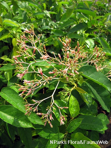 Closeup of the flower inflorescence. 