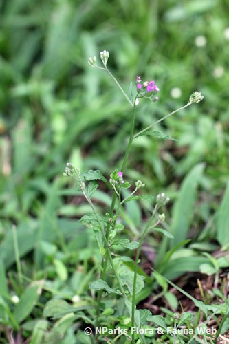 NParks | Cyanthillium cinereum