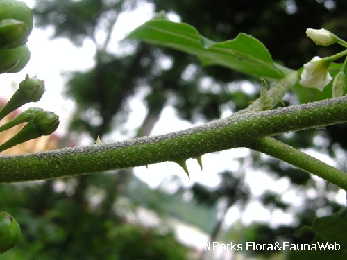 Closeup of the thorns along the stem.&nbsp;