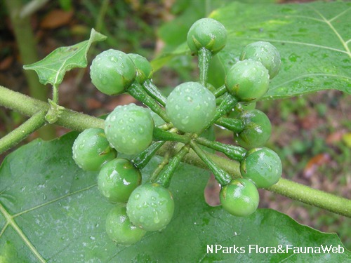 Closeup of the unripe fruits.&nbsp;