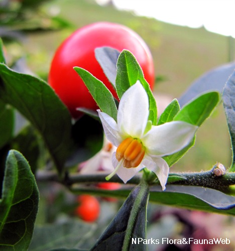 NParks | Solanum pseudocapsicum