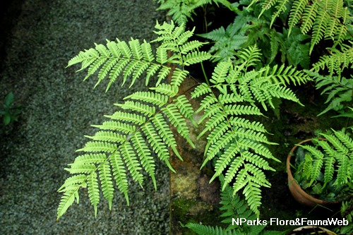 NParks | Pteris tripartita