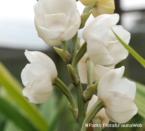 Flower of the holy spirit deals
