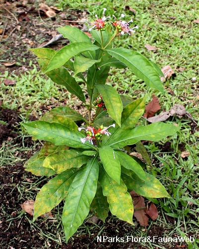 NParks | Rauvolfia serpentina