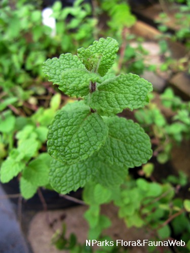 NParks | Mentha longifolia