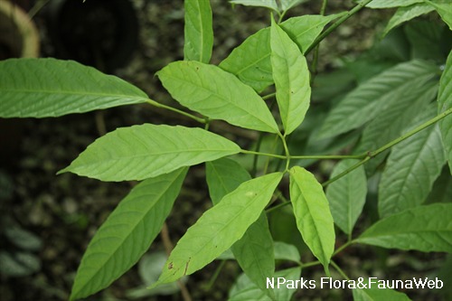 NParks | Tetrastigma leucostaphylum