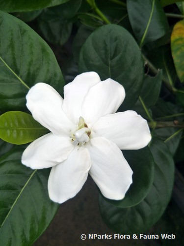 NParks Gardenia taitensis