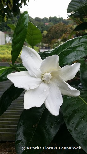 Gardenia taitensis deals