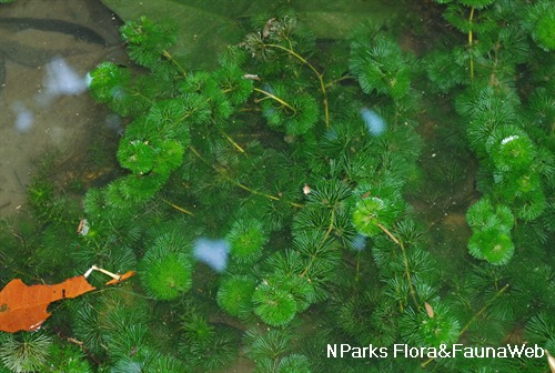 NParks Cabomba aquatica