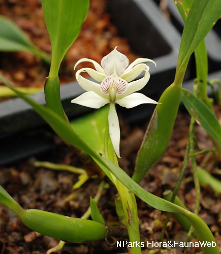NParks | Prosthechea fragrans