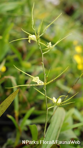 View of the flower inflorescence. 