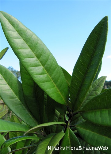 NParks | Pimenta dioica