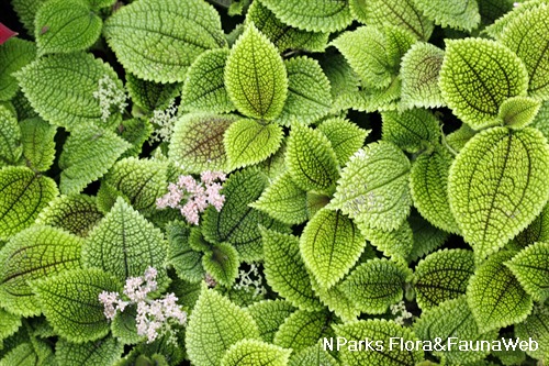 NParks | Pilea mollis 'Moon Valley'