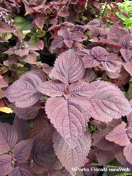 NParks Coleus Scutellarioides Perilla Frutescens Gage s Shadow 