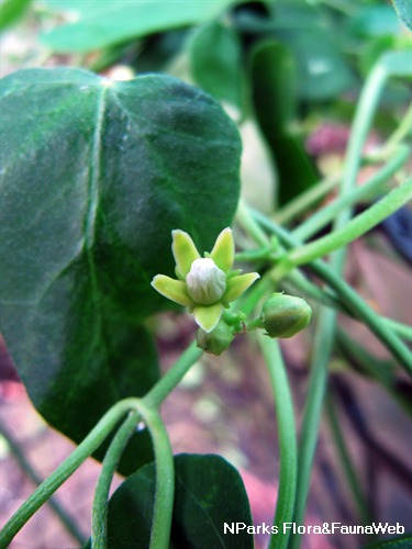 NParks | Xanthostemon verdugonianus