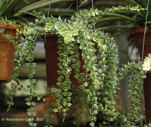 Million on sale hearts plant
