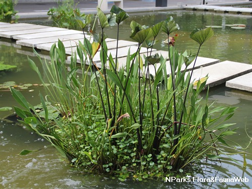<em>Hydrocotyle verticillata</em> growing at the base of a floating island.