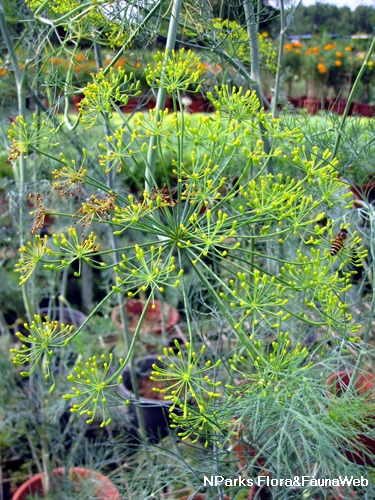 NParks | Anethum graveolens