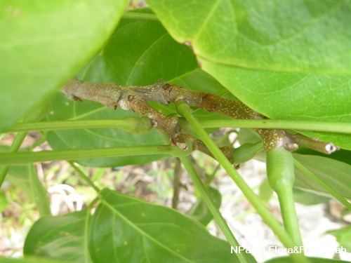 NParks | Aganope heptaphylla