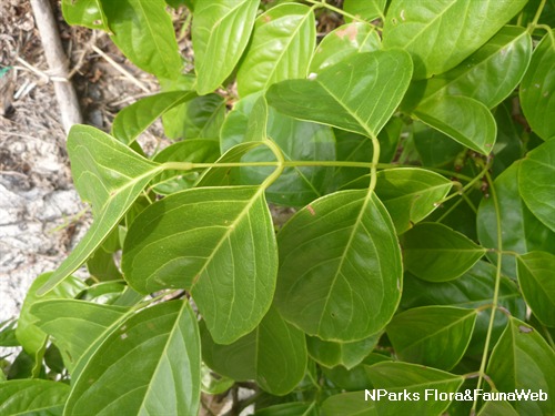 NParks | Aganope heptaphylla