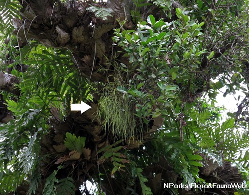 Note white arrow -&nbsp;<em>Viscum articulatum</em> is a hyper-parasite and it is growing on another mistletoe, <em>Macrosolen retusus</em> (right)