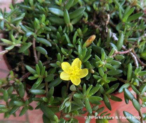 NParks | Portulaca pilosa var tuberosa