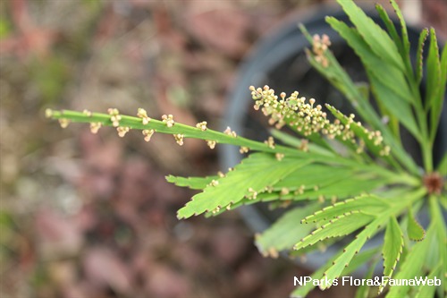 Details about   *UNCLE CHAN* 50 seeds Phyllanthus pulcher erect shrub sparsely-branch herb 