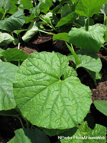 cucumis melo yubari king