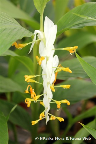 NParks | Globba winitii &lsquo;White Dragon&rsquo;