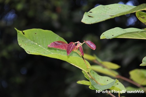 NParks | Shorea siamensis