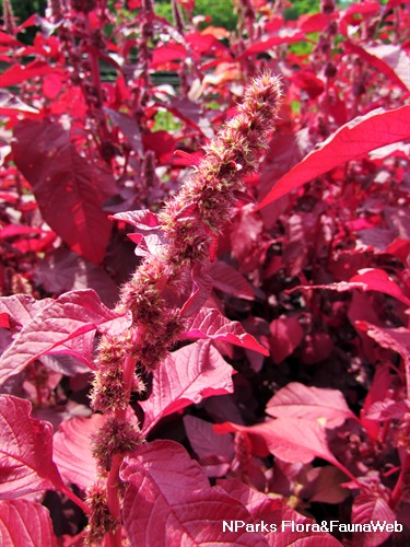Amaranthus tricolor 'Red Army' Inflorescence