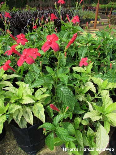NParks | Ruellia rosea (Variegated Leaf)